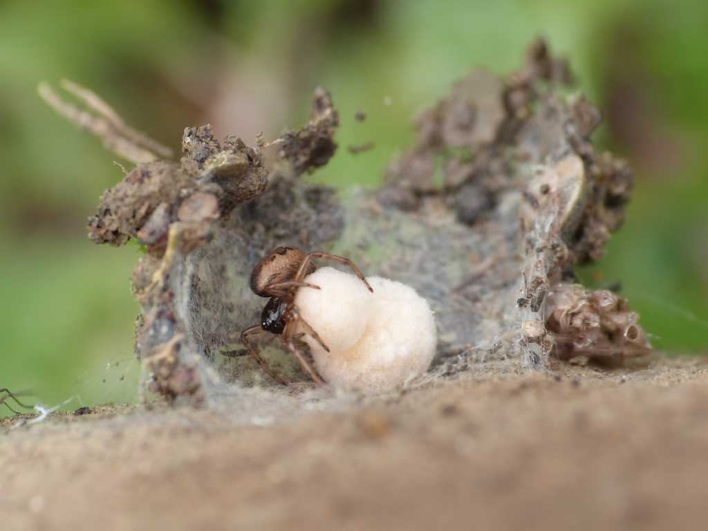 Nido e ovisacchi di Enoplognatha mandibularis - Tolfa (RM)